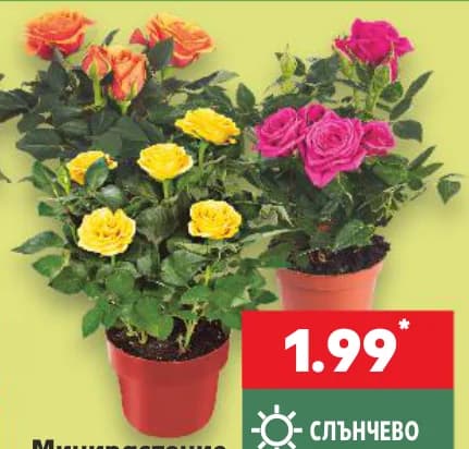 Минирастение, cheap.bg