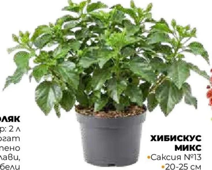 Хибискус МИКС, Практис