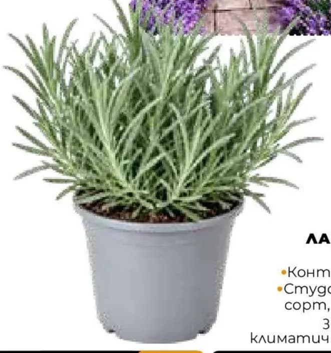 Лавандула GROSSO, Практис