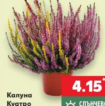 Калуна Куатро Градинско растение, cheap.bg