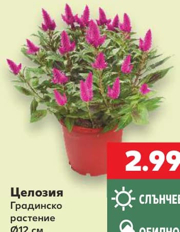 Целозия Градинско растение, cheap.bg