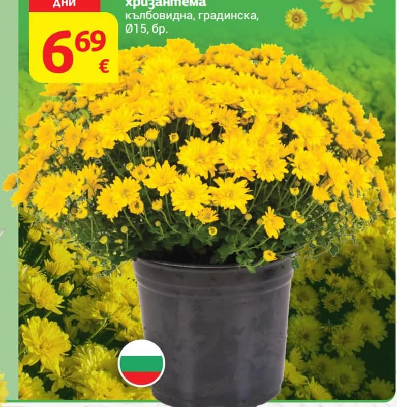 Българска хризантема, кълбовидна, градинска, T MARKET