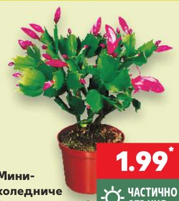 Мини-коледниче (Шлумбергера) Стайно растение, cheap.bg