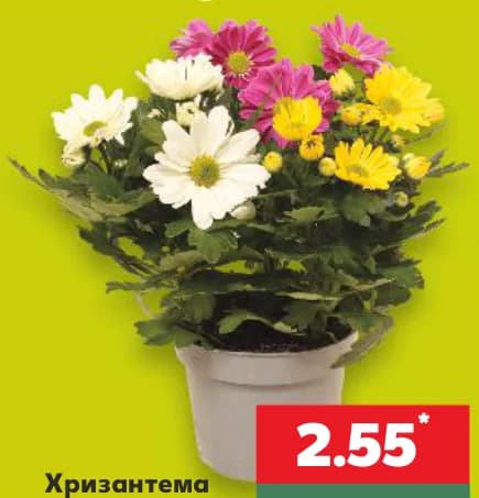 Хризантема Трио, Kaufland