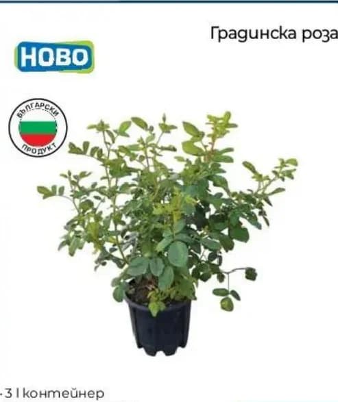 Градинска роза HOBO 3л контейнер, Практикер