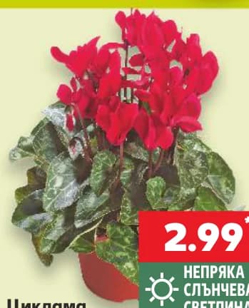 Циклама Стайно растение, cheap.bg