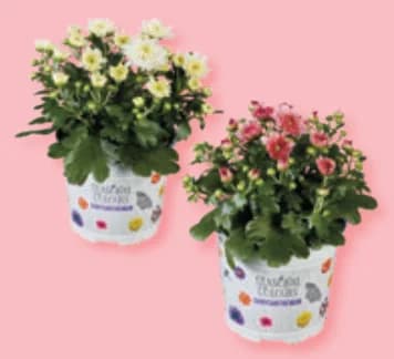 Хризантеми Мултифлора, Lidl