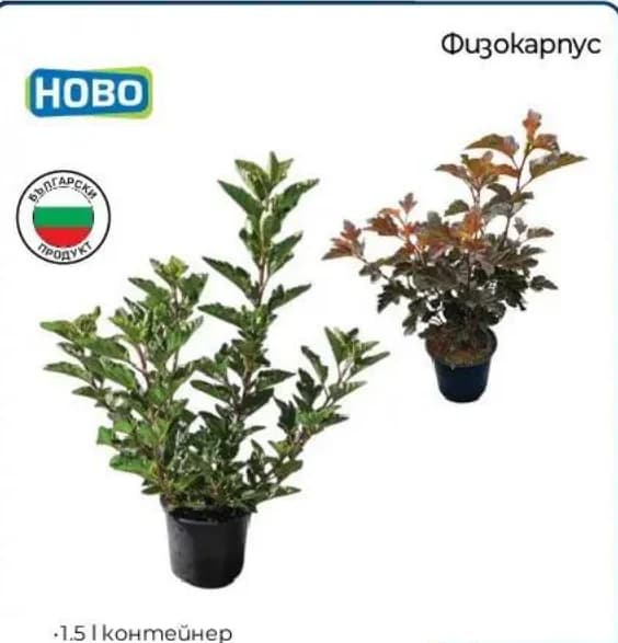 Физокарпус HOBO 1.5л контейнер, Практикер