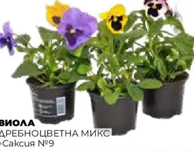 Виола дребноцветна микс, Практис