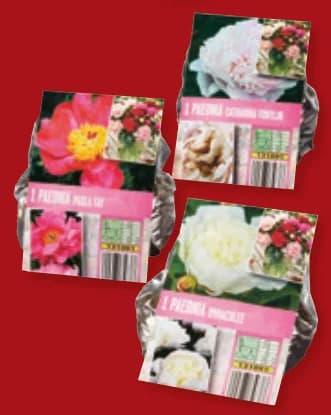 Луковици за божури, Lidl
