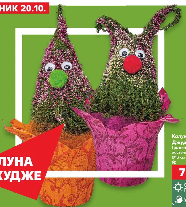 Калуна Джудже, Kaufland