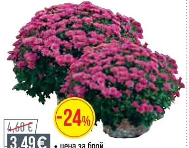Хризантема саксия 17cm*, Mr. Bricolage