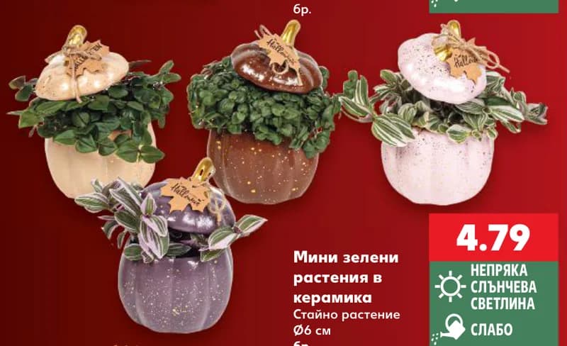 Мини зелени растения в керамика, Kaufland