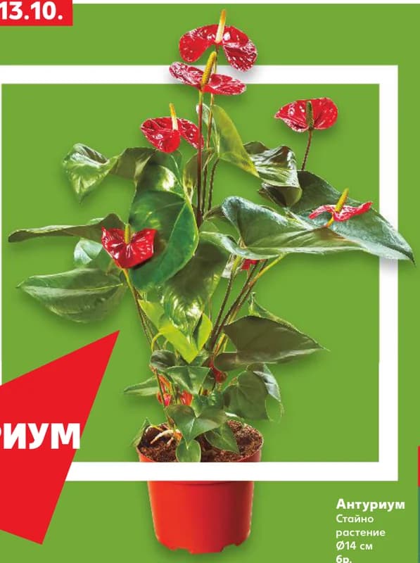 Антуриум, cheap.bg