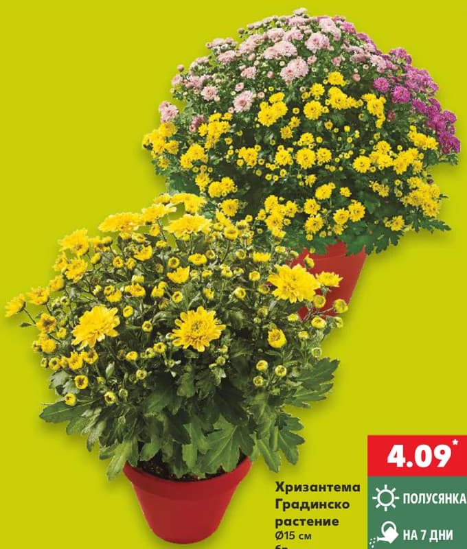 Хризантема Градинско растение, cheap.bg
