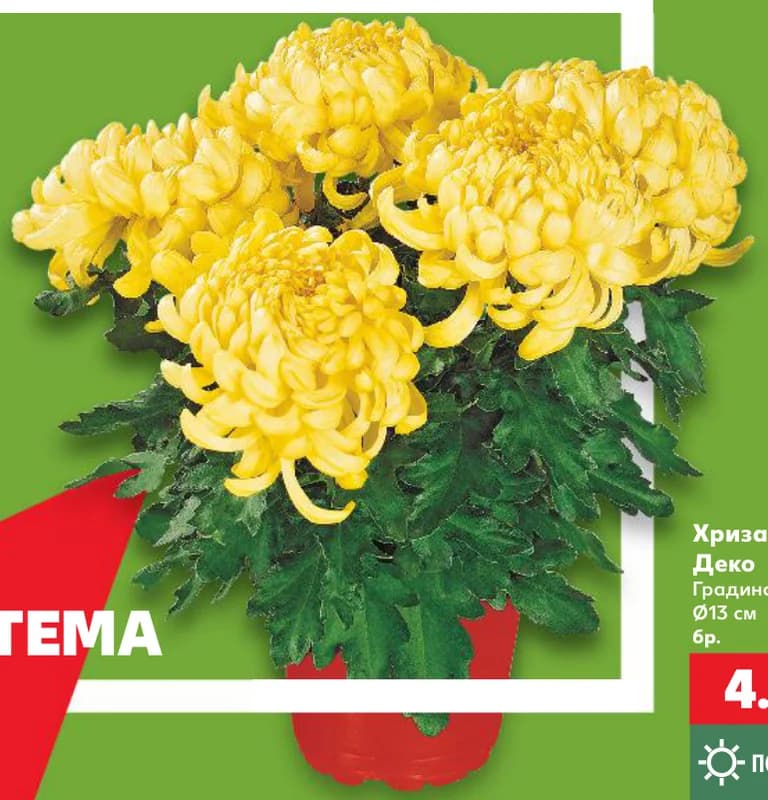 Хризантема Деко, cheap.bg