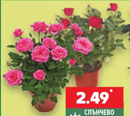 Роза микс, cheap.bg
