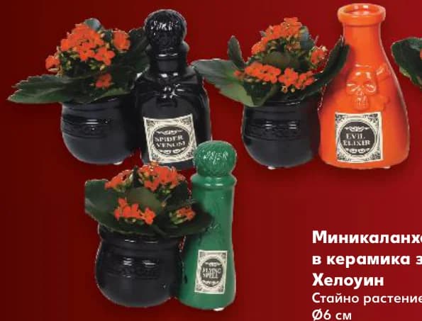 Миникаланхое в керамика за Хелоуин, cheap.bg